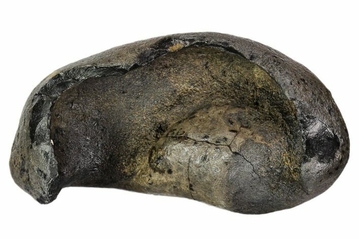 Fossil Whale Ear Bone - Miocene #109264